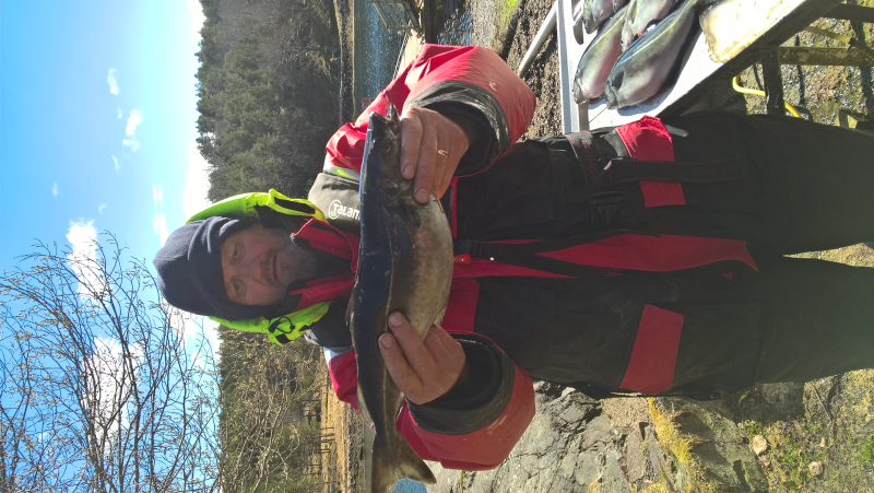 haaye met zijn eerste koolvis gevangen in noorwegen
