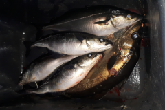 vangst koolvissen en polak fiskkers vistival 2017