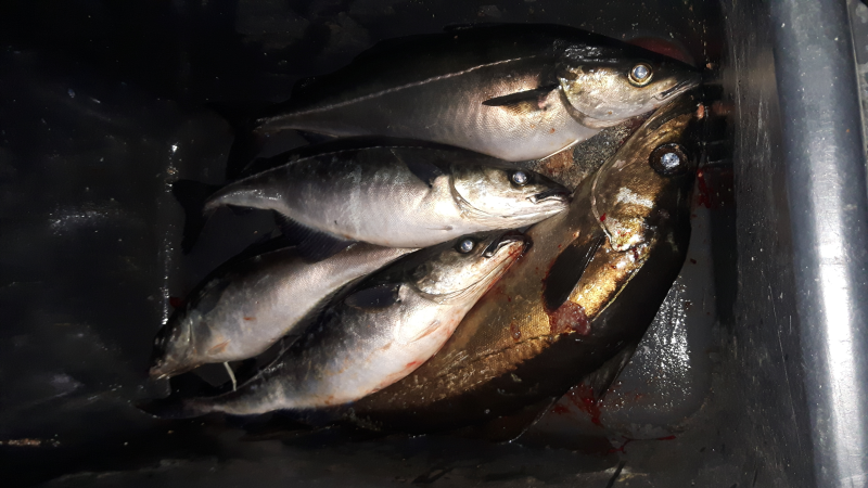 vangst koolvissen en polak fiskkers vistival 2017